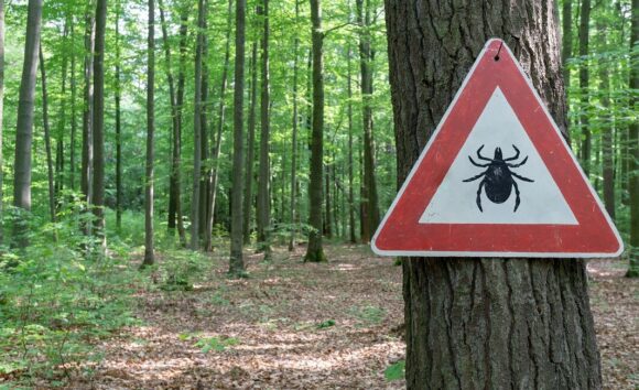 Program Leśnik dla pracowników parków narodowych i&nbsp;nadleśnictw